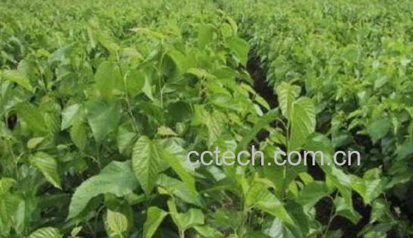 马桑树根的功效与作用-1