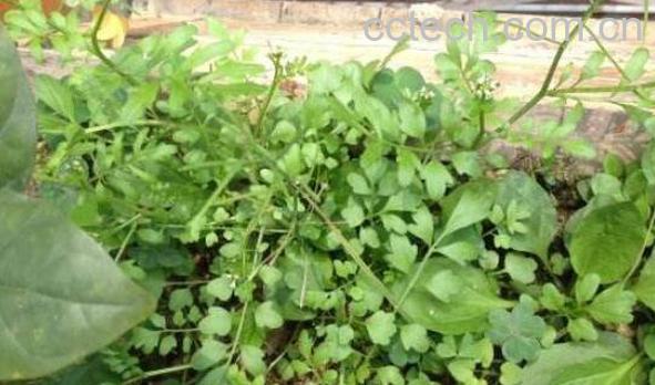 岩连泡酒的功效与作用-0