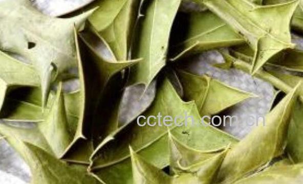 枸骨叶的作用功效-0