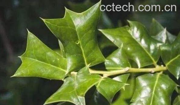 枸骨叶的作用功效-1