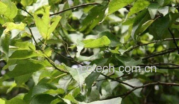 岩马桑的功效与作用-1