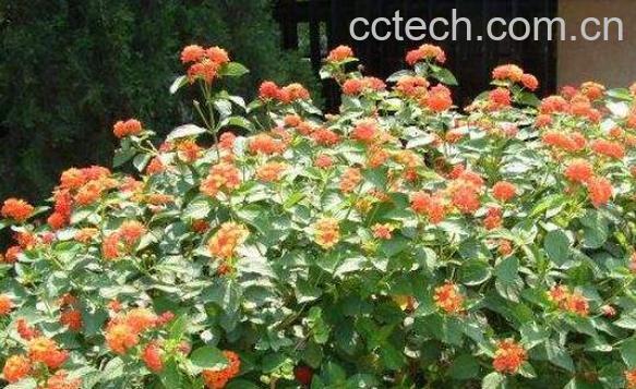 马缨丹的功效与作用-1