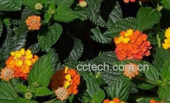 马缨丹的功效与作用-0