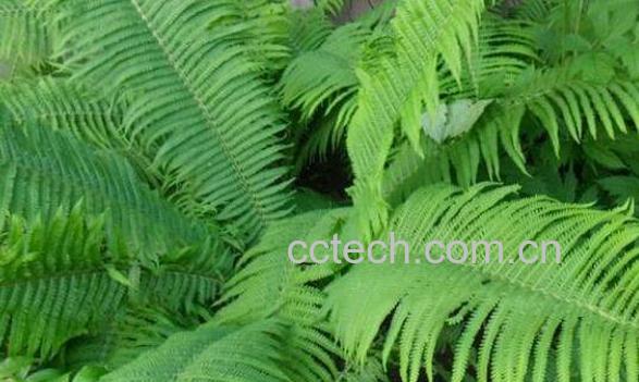 贯众的功效与作用及药用价值-0