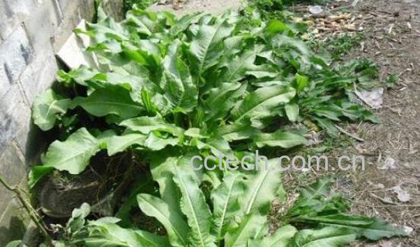 牛西西的功效与作用-1