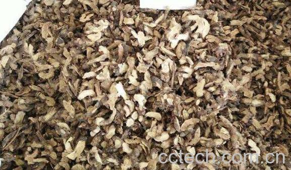 枸骨根的功效和作用 枸骨根的副作用-1