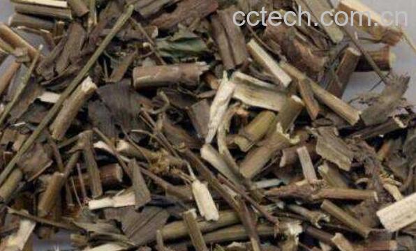 枸骨根的功效和作用 枸骨根的副作用-0