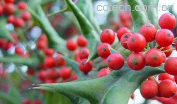 枸骨果的作用功效 枸骨果可晒干泡茶吗-1
