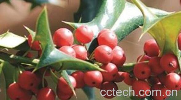 枸骨果的作用功效 枸骨果可晒干泡茶吗-0