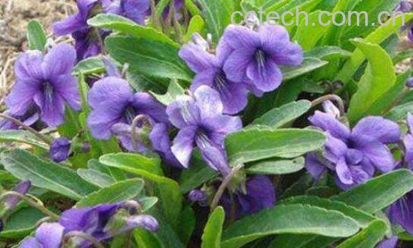 犁头草的功效与作用及药用价值-0