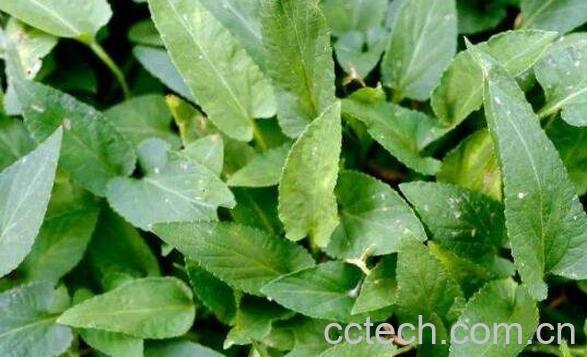 犁头草的功效与作用及药用价值-1