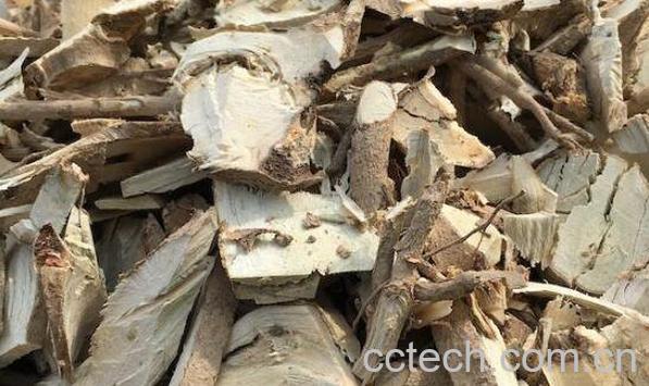 枸骨根的功效与作用-0