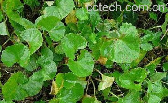 地耳草的功效与作用-0