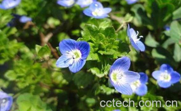 婆婆纳的功效与作用-0