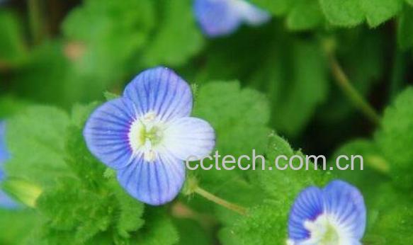 婆婆纳的功效与作用-1