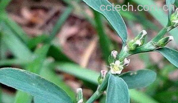 空心苋的功效与作用-0