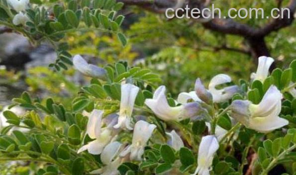 白刺花的功效与作用-0