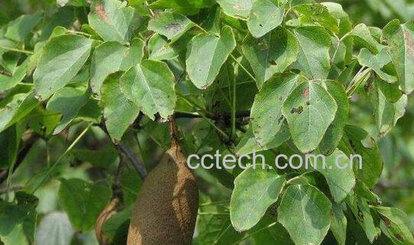 金丝木通的药用功效 金丝木通副作用-0