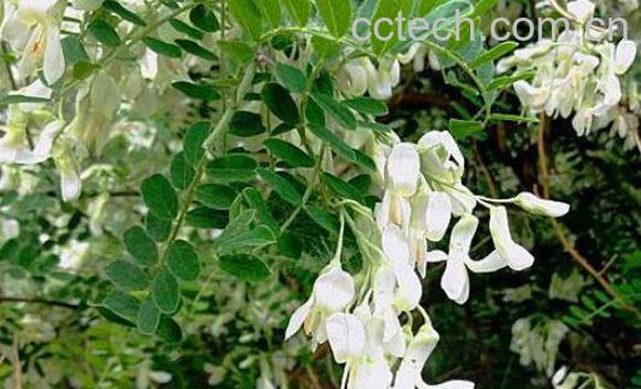 白刺花的功效与作用-1