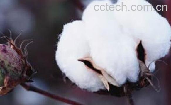 棉花灰的功效与作用-0