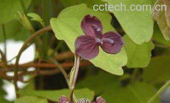 金丝木通的药用功效 金丝木通副作用-1