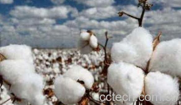 棉花灰的功效与作用-1