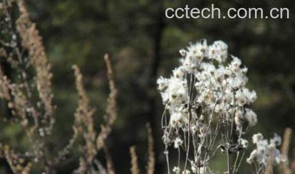 山棉花的功效与作用-0