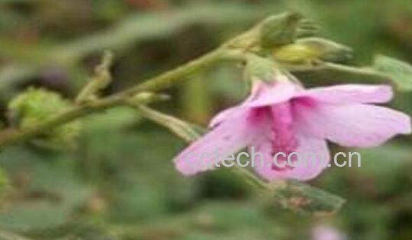 梵天花的作用与功效-1