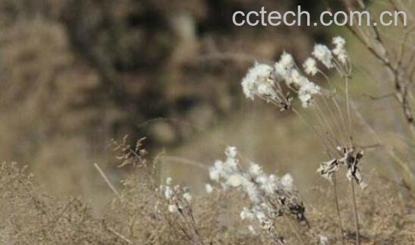 山棉花的功效与作用-1