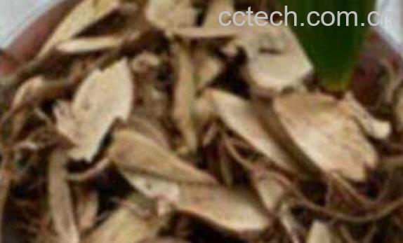 野棉花根的功效与作用胶药用价值-0