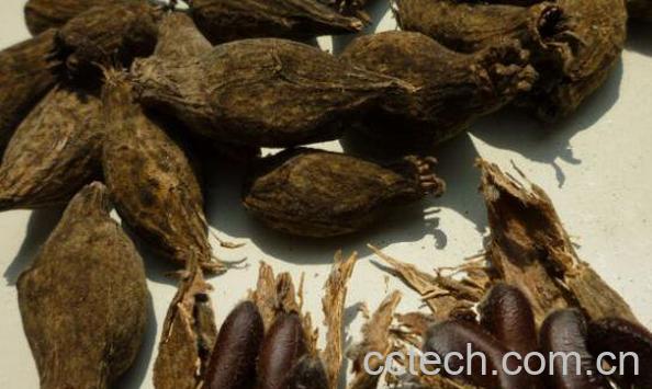 腊梅籽怎么吃 腊梅籽能不能吃-1