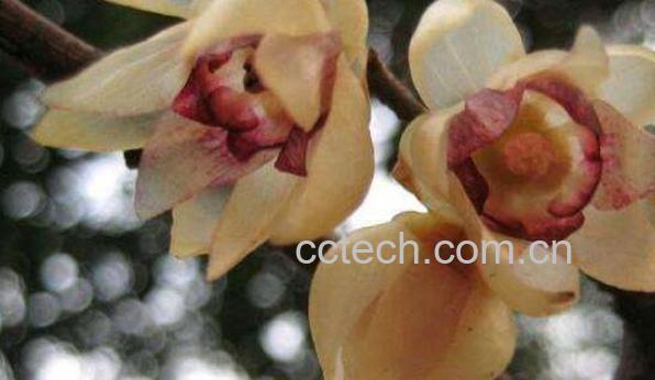 腊梅籽的功效与作用 腊梅籽的药用价值-1