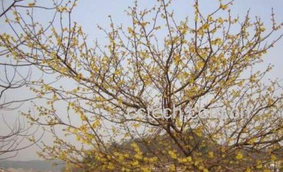 腊梅根泡酒功效与作用-0