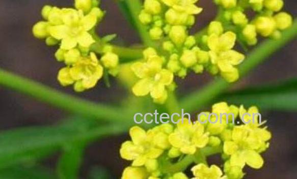 岩瓣花的功效与作用-1