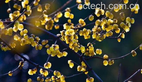 腊梅根泡酒功效与作用-1