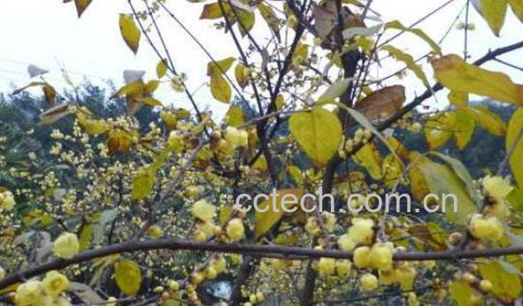 腊梅油的功效与作用-0