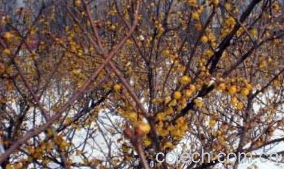 山腊梅根的功效与作用-0