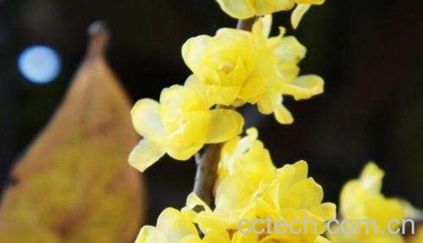 腊梅油的功效与作用-1