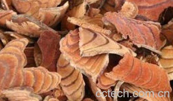 红血藤的功效与作用-1