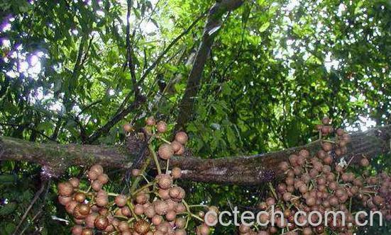 扁担藤的功效与作用 扁担藤的药用价值-0