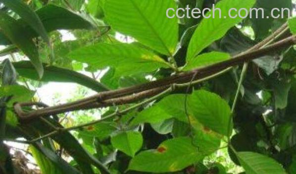 扁担藤的功效与作用 扁担藤的药用价值-1