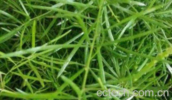 三百棒的功效与作用-0