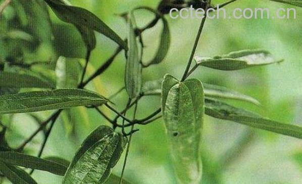 朱砂莲的功效与作用-0