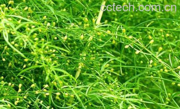 三百棒的功效与作用-1