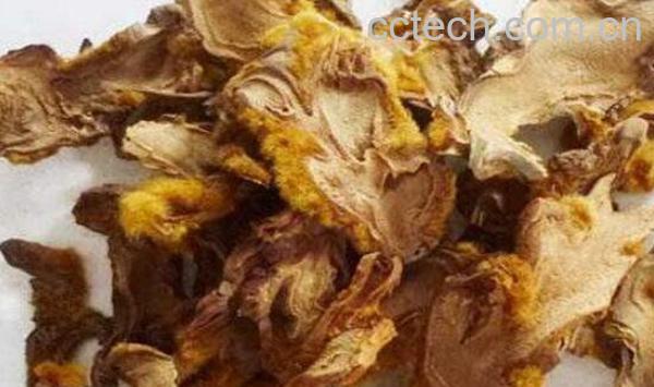 金毛狗脊的功效与作用及药用价值-0