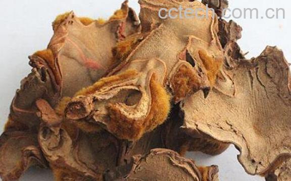 金毛狗脊的功效与作用及药用价值-1