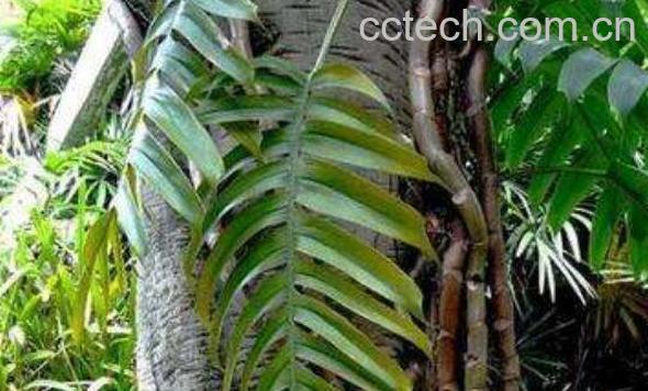 青竹标的功效与作用-0