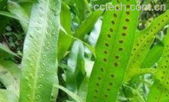 青竹标的功效与作用-1