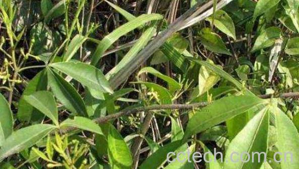 见血飞的功效与作用-0