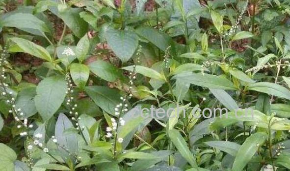 见血飞的功效与作用-1